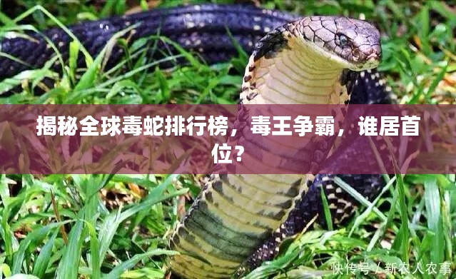 揭秘全球毒蛇排行榜，毒王爭霸，誰居首位？