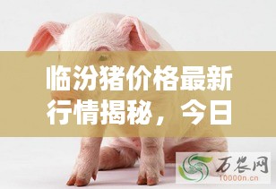 臨汾豬價(jià)格最新行情揭秘，今日走勢(shì)分析與預(yù)測(cè)