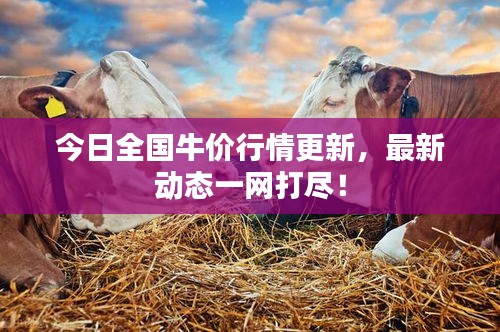 今日全國牛價行情更新，最新動態(tài)一網(wǎng)打盡！