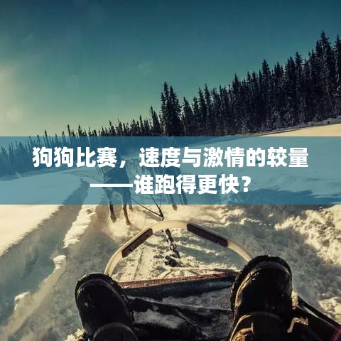 狗狗比賽，速度與激情的較量——誰(shuí)跑得更快？