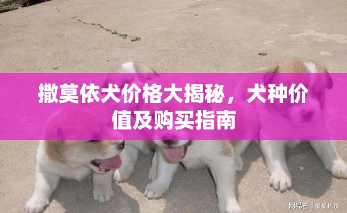 撒莫依犬價格大揭秘，犬種價值及購買指南
