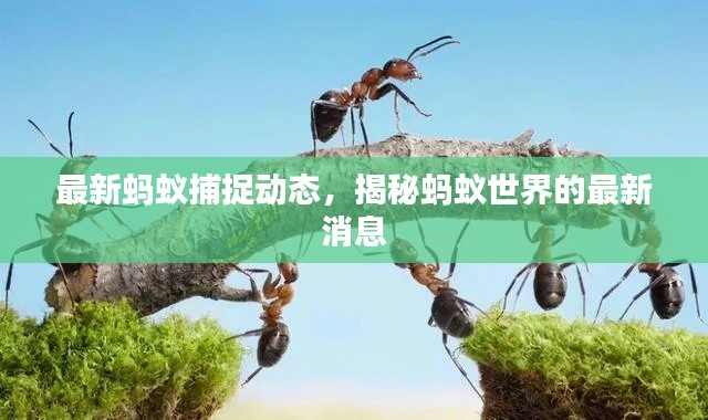 最新螞蟻捕捉動(dòng)態(tài)，揭秘螞蟻世界的最新消息