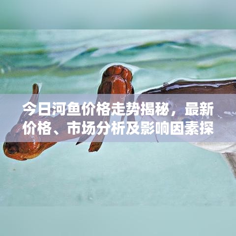 今日河魚(yú)價(jià)格走勢(shì)揭秘，最新價(jià)格、市場(chǎng)分析及影響因素探討