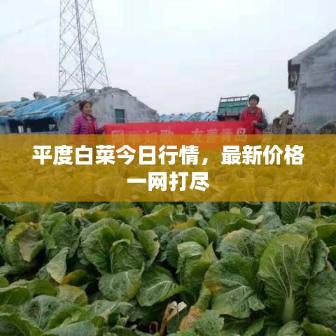 平度白菜今日行情，最新價格一網(wǎng)打盡