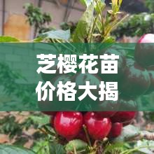 芝櫻花苗價(jià)格大揭秘，價(jià)值與種植成本全解析