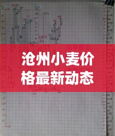 滄州小麥價(jià)格最新動(dòng)態(tài)，市場(chǎng)走勢(shì)與影響因素深度解析