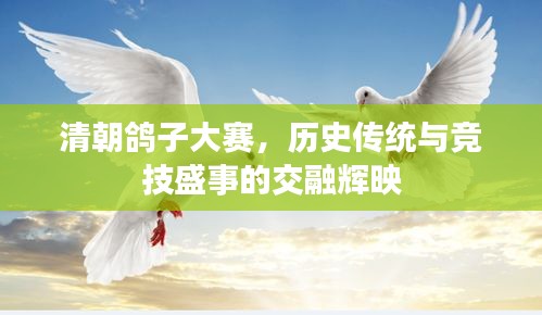 清朝鴿子大賽，歷史傳統(tǒng)與競技盛事的交融輝映