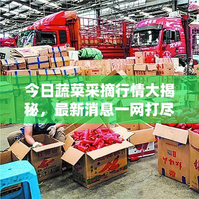 今日蔬菜采摘行情大揭秘，最新消息一網(wǎng)打盡
