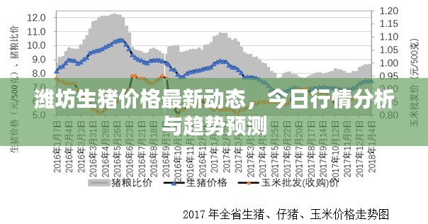 濰坊生豬價格最新動態(tài)，今日行情分析與趨勢預(yù)測